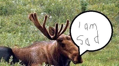 Petition · Change Plural of Moose To Meese · Change.org