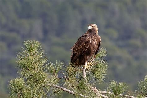 Animals Native to Spain - WorldAtlas