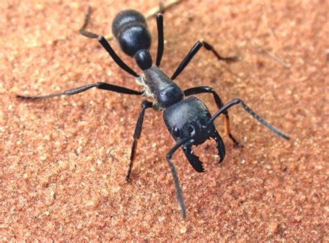 Dinoponera gigantea - open fotos | free open source photos, public domain photos and pictures