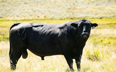 Bulls And Cows Mating