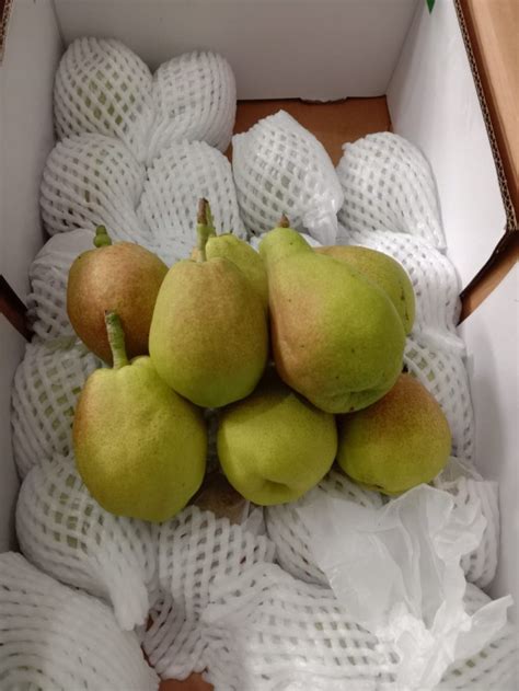 Buah Pear Xianglie/buah pir hijau/kg