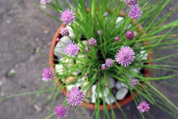 Growing Chives With Children | Kids Grow | Gardening for Children ...