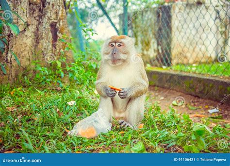 Macaque monkey eating food stock image. Image of asia - 91106421