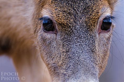 Confessions of a Deer Hunter