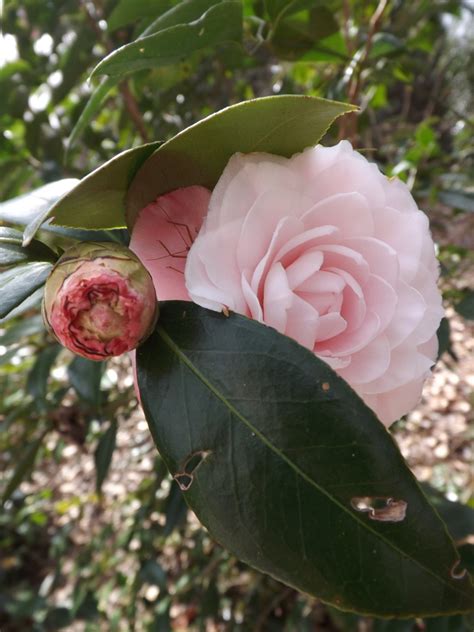 MARIETTE'S BACK TO BASICS: {Our Camellia Japonica Pink Perfection}