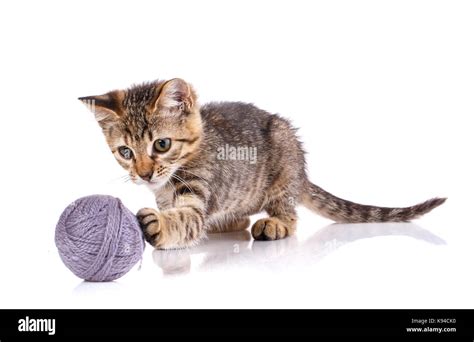 Un gatito sobre un fondo blanco. es un gato jugando con la pelota ...