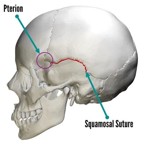 Bones of the Skull | Skull Osteology | Anatomy | Geeky Medics