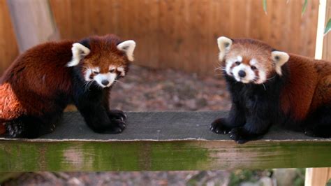 Red Panda | Paws For a Minute | PBS LearningMedia