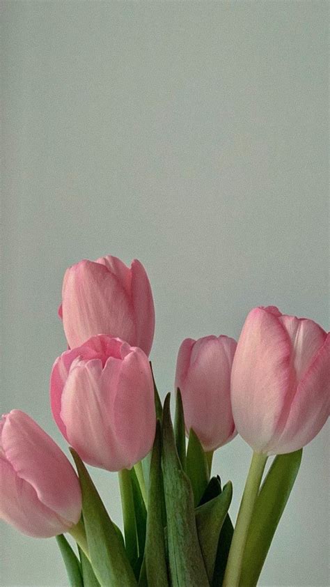 pink tulips 🌷 in 2024 | Vintage flowers wallpaper, Flower aesthetic, Flower wallpaper