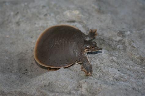 Smooth Softshell Turtle Facts and Pictures