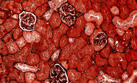 Special Stains | Histology Research Core