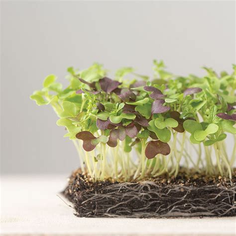 Spicy Micro Mix - Organic Microgreen Seed | Johnny's Selected Seeds ...