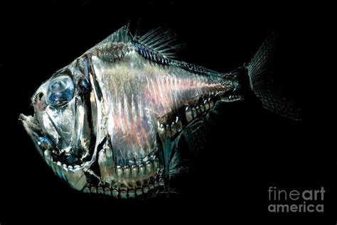 Deep-sea Hatchetfish Photograph by Danté Fenolio - Fine Art America