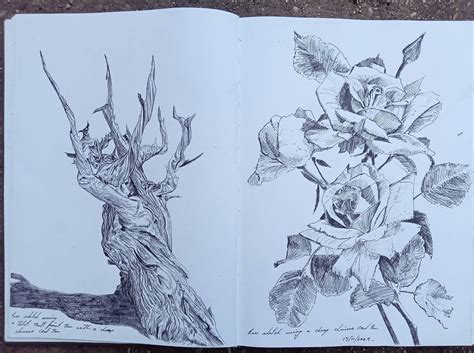 Sketchbook nature studies by Thirstyrover on DeviantArt