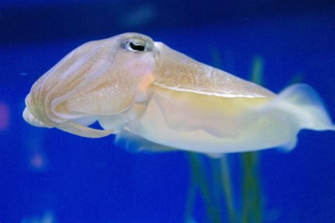 10 Awesome Facts About Cuttlefish | Ocean of Hope