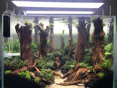 Freshwater Fish Tank Ideas | Aquascape Inspiration #freshwater fish tank ideas Freshwater Fish ...