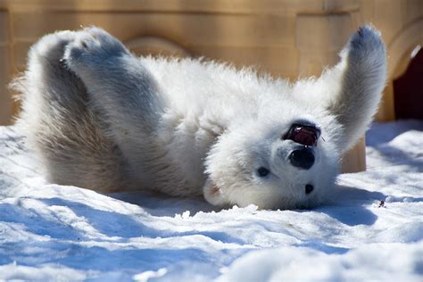 Happy Polar Bear Cub Photograph by Dora Miller