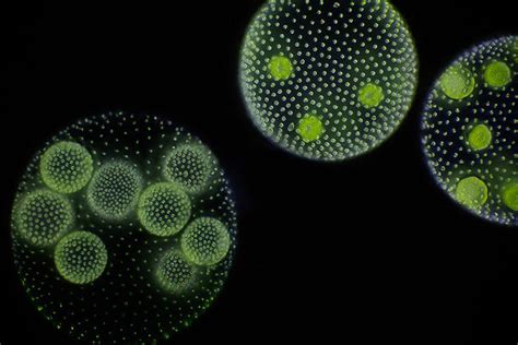 Microscopic Algae | Inhabitat - Green Design, Innovation, Architecture, Green Building