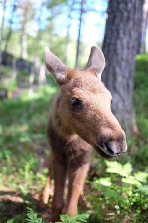 Baby moose was up for cuddles : aww