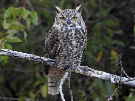 25 Birds That Eat Dead Animals - Sonoma Birding