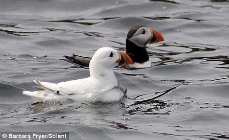 'Extremely rare' white puffin caught on camera | Albino animals, Rare animals, Puffins bird