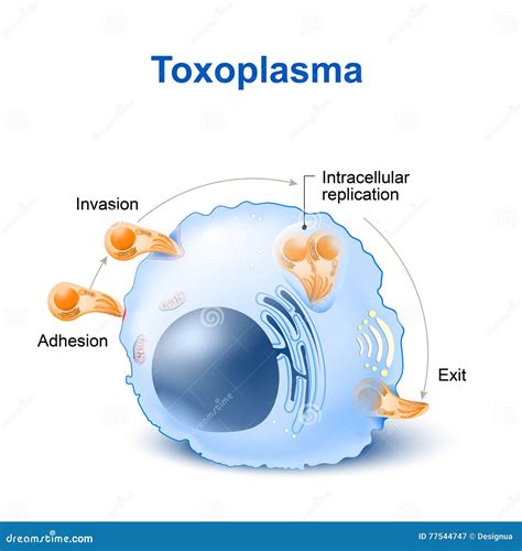 Toxoplasma Gondii Invasion and Dissemination in the Cell Stock Vector - Illustration of animals ...