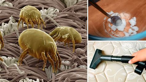 How to get rid of dust mites in mattress? Incredible solution - In Home Plans