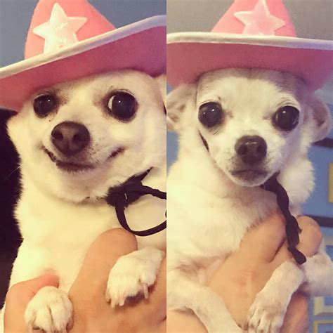 They also make cowboy hats for dogs 🤣 : Chihuahua