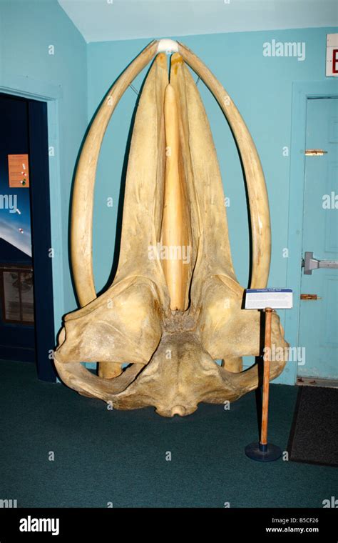 Humpback Whale Skull in the Bar Harbor Whale Museum in Bar Harbor, Maine Stock Photo - Alamy