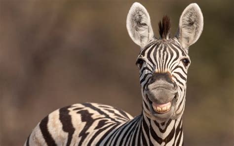 Say cheese! Zebra foal shows off its pearly whites