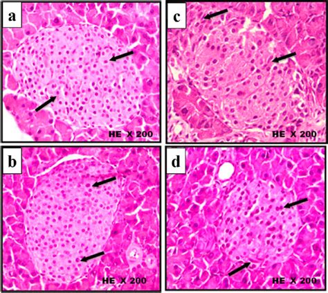 Islets Of Langerhans Histology Pancreas