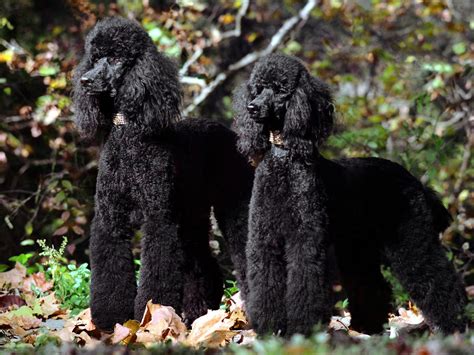 Black Poodle Wallpaper - WallpaperSafari