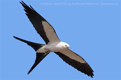 Swallow-tailed Kite - American Bird Conservancy