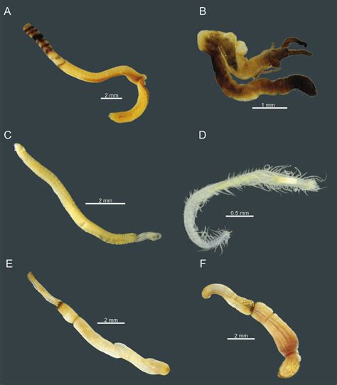 Six of the most common species of worms found in Gorgona Island's coral ...