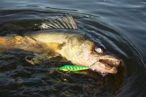 River Walleye Fishing: Expert Insights from a Pro - Finn's Fishing Tips