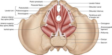 Understanding Pelvic Floor Therapy (PFPT)/Pelvic Floor Muscle Training (PFMT) - Sports and Rehab