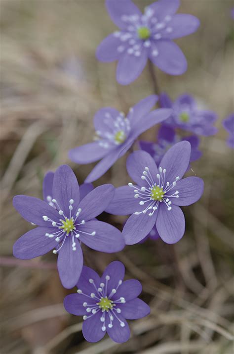 Forest flowers © pixhill com seppo kauppinen – Artofit