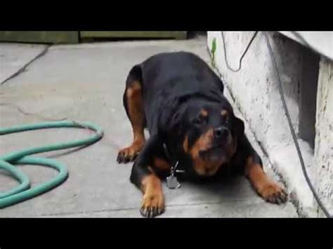 Rottweiler Attack, Dog Attacks Owner With......... - YouTube