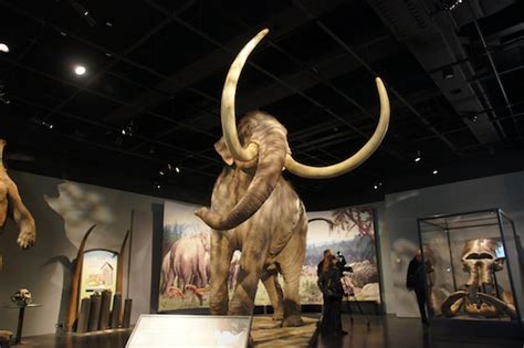 Mammoths of the Ice Age opens today at National Museum | The Edinburgh Reporter