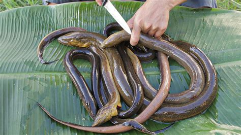 Cooking Eels Recipe | Braised Tasty Eels Recipe for Dinner - YouTube