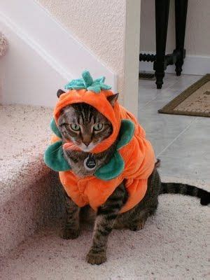 Pumpkin Costume | Cat halloween costume, Cat costumes, Cute cat costumes