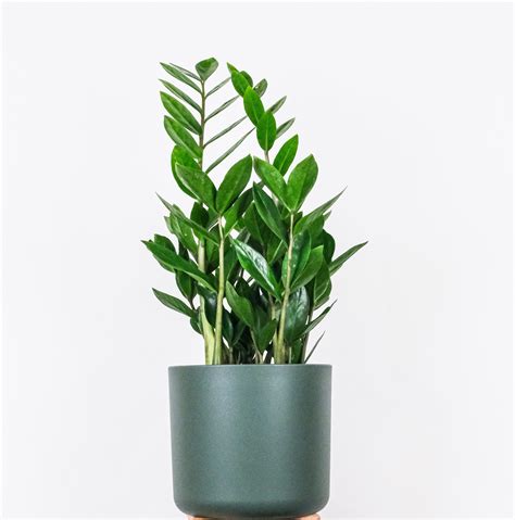 ZZ / Zamioculcas zamiifolia (Indoor Plant) – Happy Garden