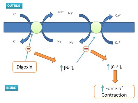 How Digoxin produces ventricular arrhythmias?