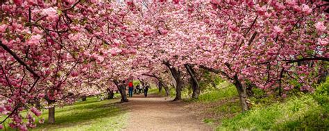 Peak Bloom Cherry Blossoms in Central Park • NYC • The Wanderbug