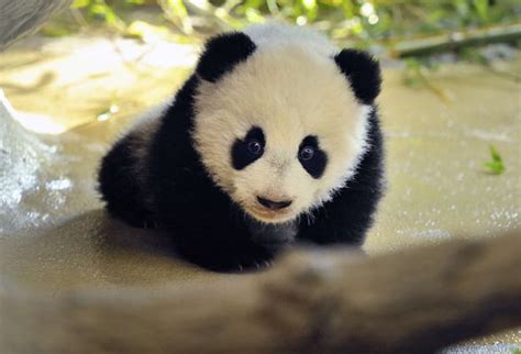 Tiergarten Schönbrunn | Baby Panda Fu Hu | Pandas in Schönbrunn Zoo