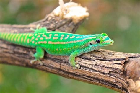 9 Types of Geckos in Hawaii (With Pictures) - Animal Hype