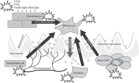 Figure. Mechanism of action of tranexamic acid on melasma | Download ...