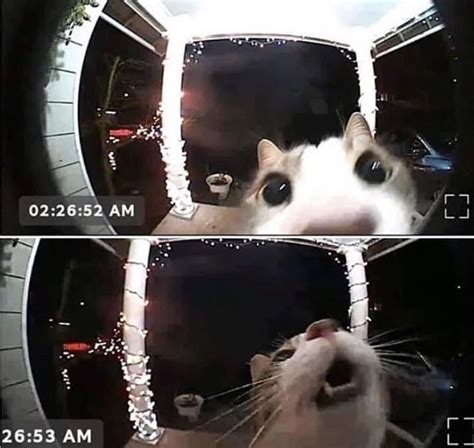 Cat learned to ring doorbell to be let in Ring Doorbell, Video Doorbell ...