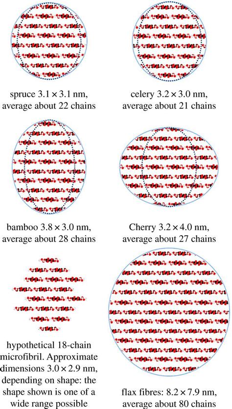 Structure of native cellulose microfibrils, the starting point for nanocellulose manufacture ...