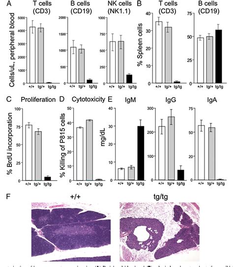 [PDF] Transcription Factor Zinc Finger and BTB Domain 1 Is Essential for Lymphocyte Development ...